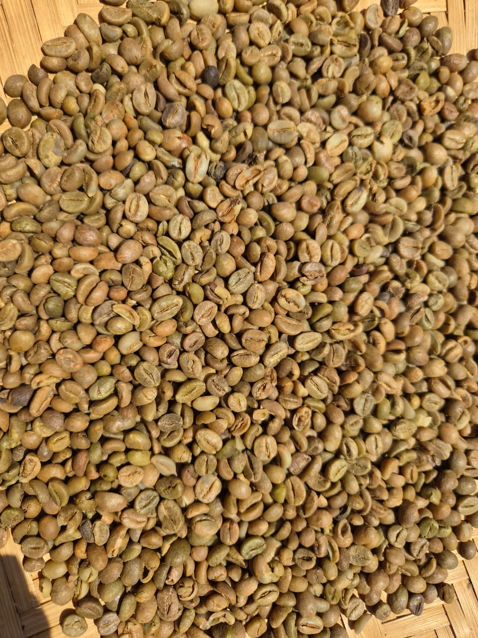 Green coffee beans background