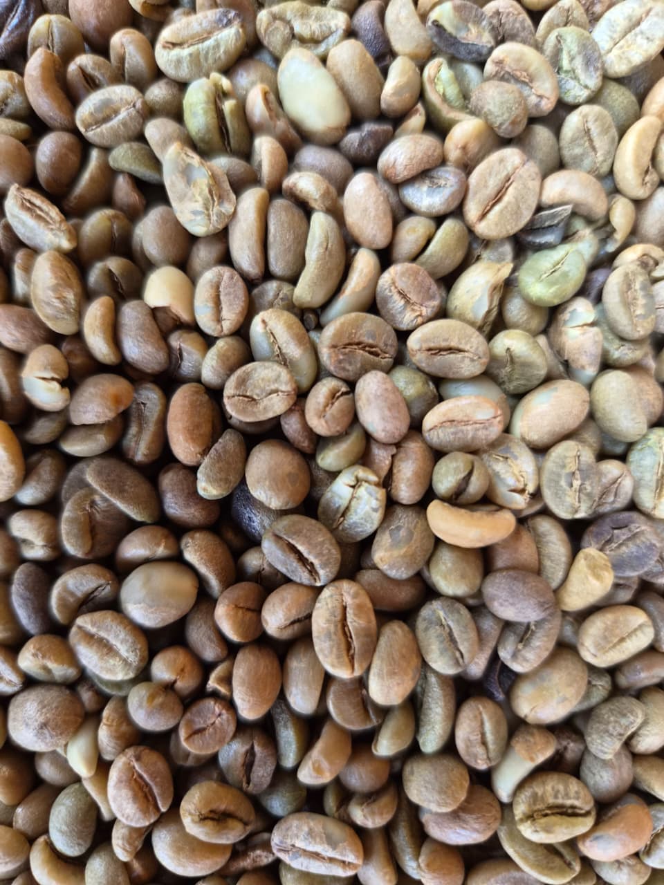 Sack of green Robusta coffee beans