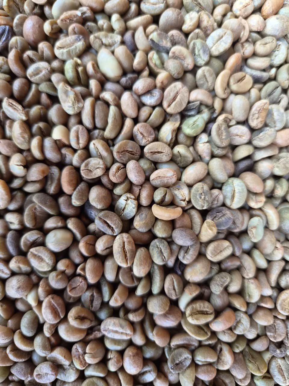 Quality inspection of coffee beans