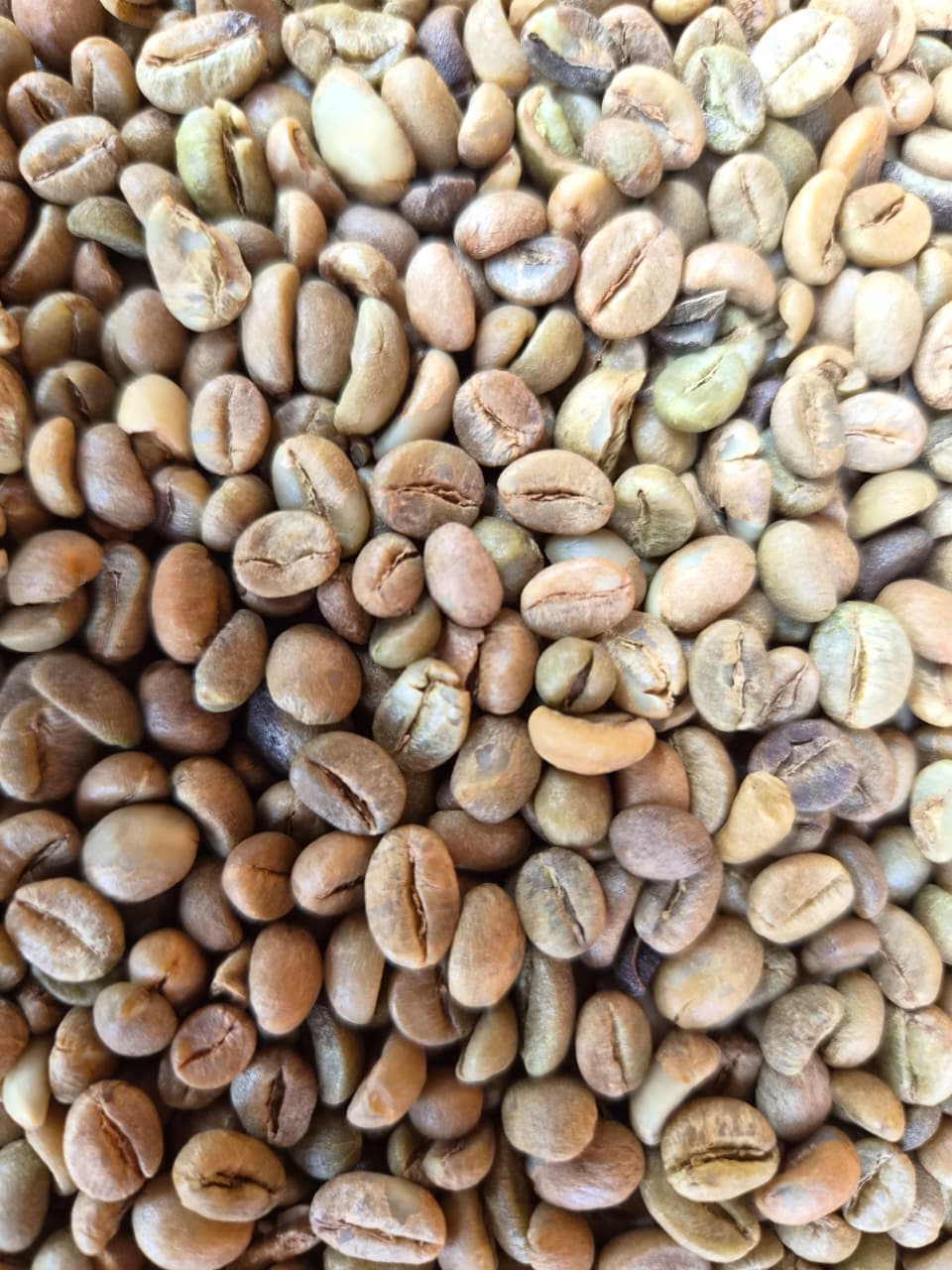 Screen 14 coffee beans